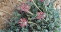 Astragalus ptychophyllus